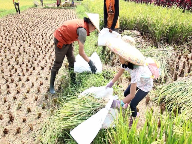 Menumpuk padi hasil panen ola